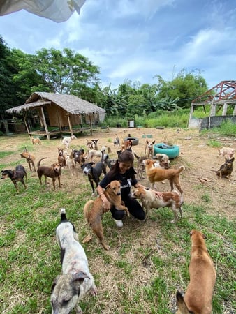 PawssionProject